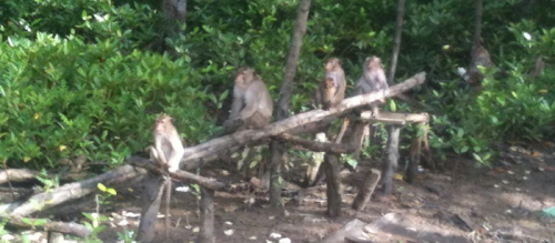 CAN GIO MANGROVE FOREST